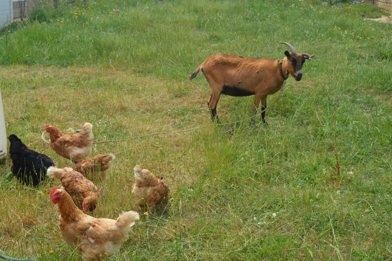 Detente Et Confort - Gite Baie Bocage Sartilly-Baie-Bocage Eksteriør billede